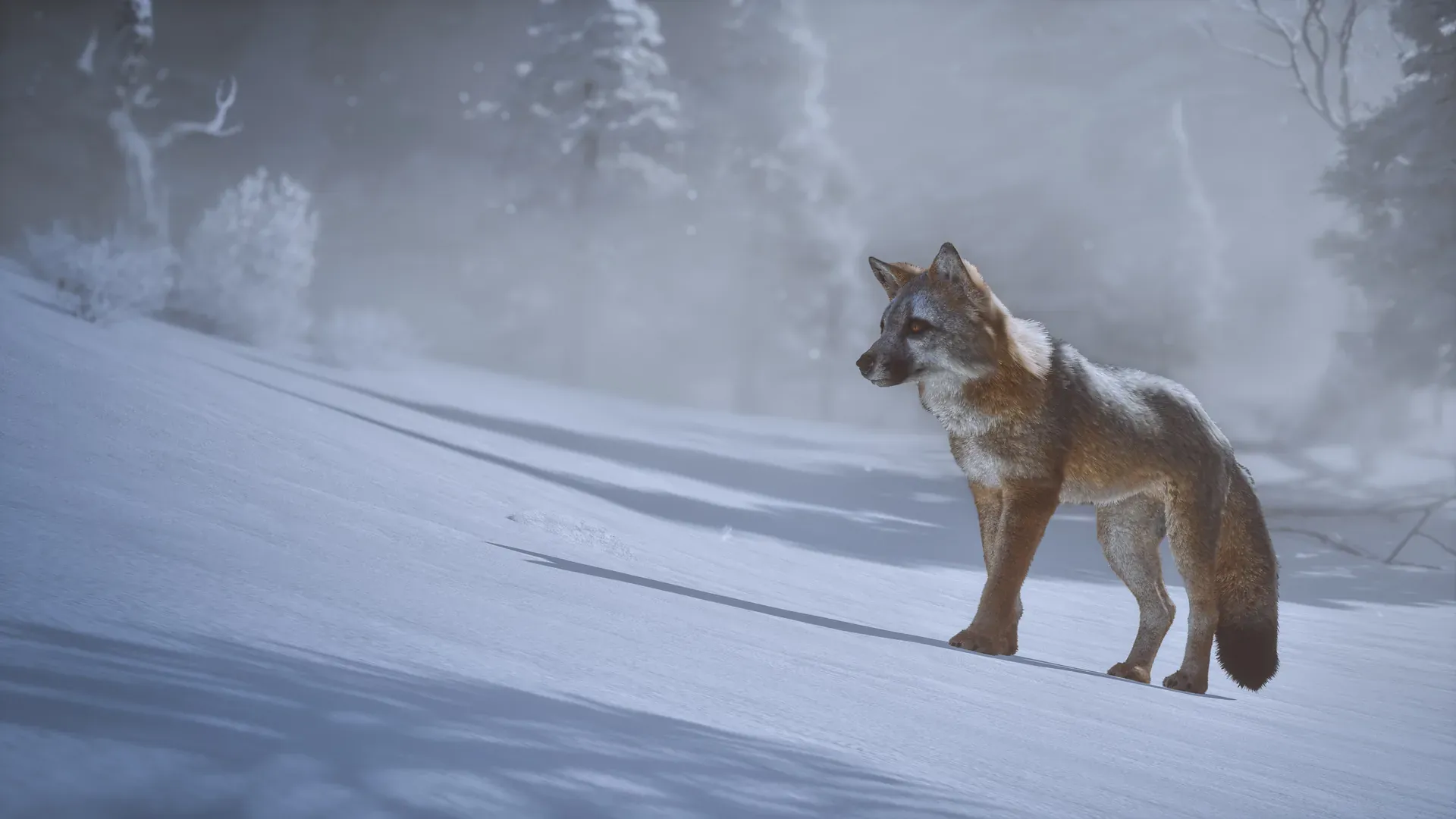 A lone wolf standing on a snowy slope at the edge of a fog-bound pine forest.